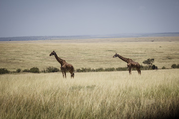 Tall giraffe in africa 3
