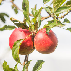Apfelbaum / Apfelernte