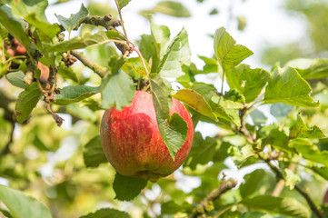 Apfelbaum / Apfelernte