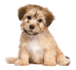 Wall murals Dog Cute sitting havanese puppy dog - isolated on white