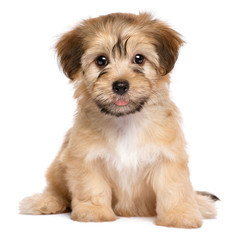 Cute sitting havanese puppy dog - isolated on white - obrazy, fototapety, plakaty