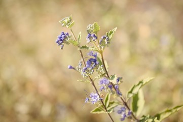 Purple wild flowers blur autumn background