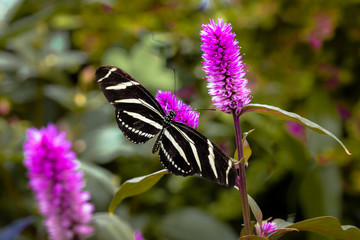 Beautiful Butterfly