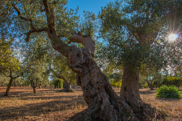Olive trees in Salento, Italy