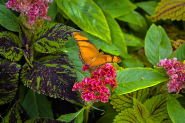 Orange Butterfly