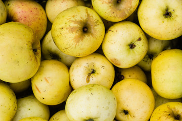 bunch of yellow apples background texture