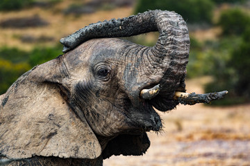 Muddy elephant