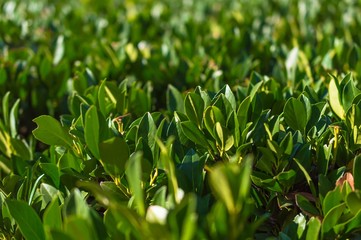 Fototapeta premium Green bush in the park close up background