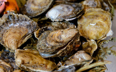 Ostras en la pescaderia