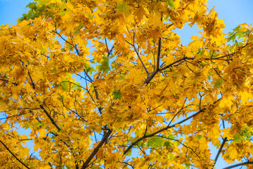 Yellowing leaves on the branches of a maple tree on blue sky background close-up. Autumn leaf fall.