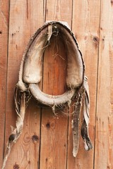 Hanging old horse harness 1