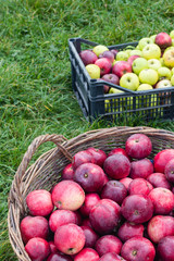 red apples in wooden basket and in box on green grass background
