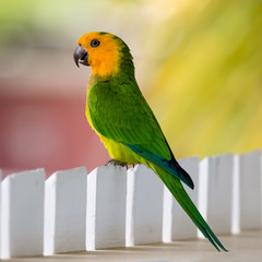 Bonaire parakeet