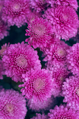 Natural background of bright sensual purple chrysanthemums.