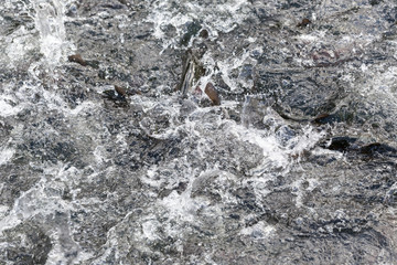 fish breeding feeding time