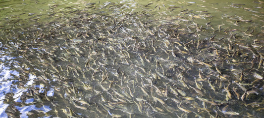 fish breeding feeding time