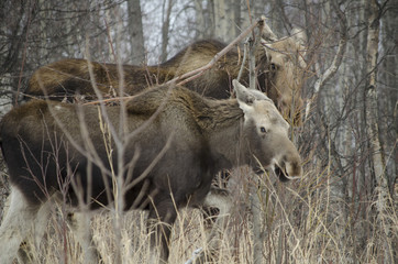 Naklejka na ściany i meble Moose in the Wooods