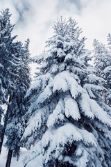fir trees covered with frst and snow under the blue cloudy sky i