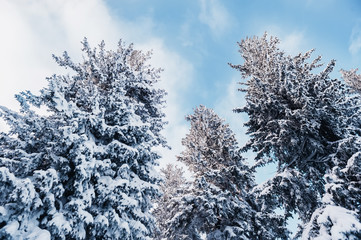 fir trees covered with frst and snow under the blue cloudy sky i
