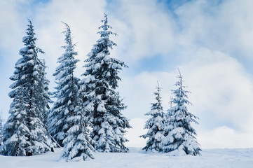 fir trees covered with frst and snow under the blue cloudy sky i