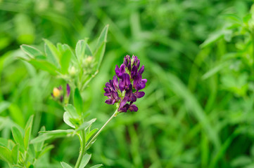 Violet flower on a green background