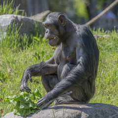 Playful chimpanzee portrait close up at open resort