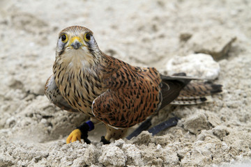Faucon. The legend of the knights. The medieval festival of Provins.