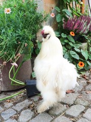 japanisches Seidenhuhn