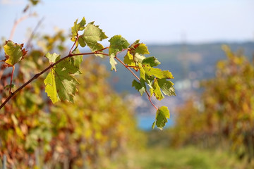 Grapevine leaves in a beautiful vineyard. Selective focus.
