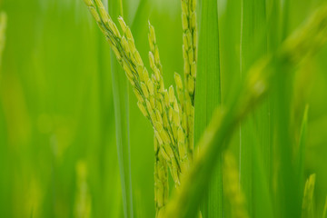 Close up Green ear of rice in rice field, ear of paddy