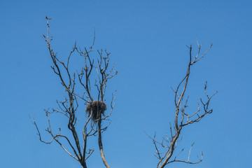 Bird's nest on the dead trees in blue sky