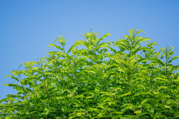 Green foliage on tree and blue sky. Fresh green leaves.