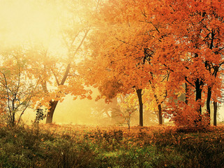 Fototapeta na wymiar autumn in sunny forest, natural background