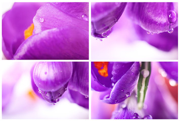 set of closeup crocus flower with waterdrops, natural spring background