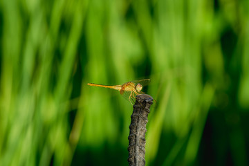 yellow Dragonfly on a black steel bar with a green background.