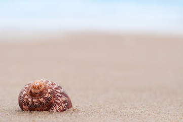 closeup troical shell on sunny beach, natural summer background