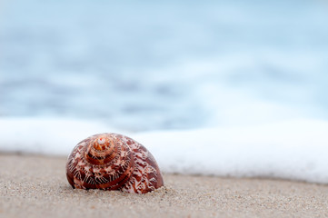 closeup troical shell on sunny beach, natural summer background