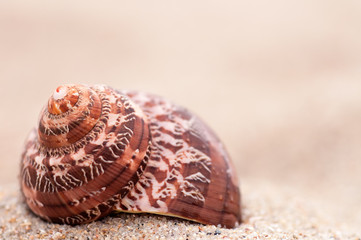 closeup troical shell on sunny beach, natural summer background