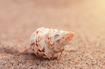 closeup troical shell on sunny beach, natural summer background