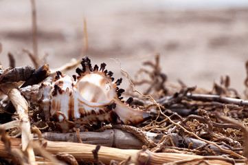 closeup shell on dry seaweed, natural summer background