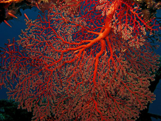 Red Gorgonian Coral Weave