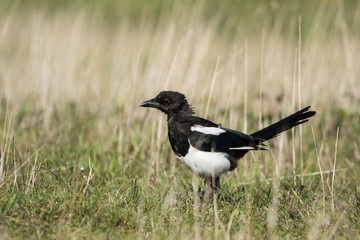 Eurasian Magpie, Common Magpie, Pica Pica
