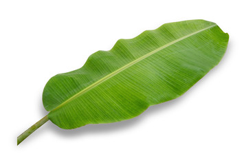 Fototapeta premium Banana leaf isolated on white background. File contains a clipping path.