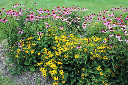 Fototapeta Yellow and pink black eyes susan
