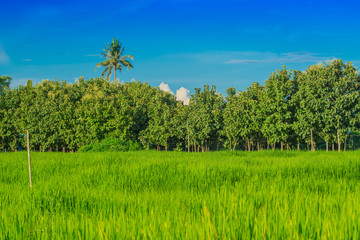 Fototapeta premium rice field and Forest Park on the day of blue sky