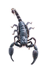 top view isolated Closeup of a scorpion on  white background.