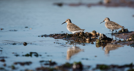Dunlin, Calidris alpine