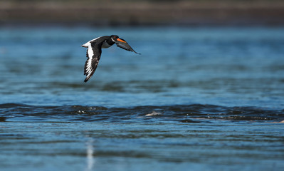 Eurasian Oystercatcher, Haematopus ostralegus