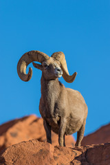 Full Curl Desert Bighorn Sheep Ram