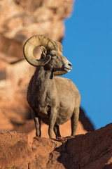 Obraz premium Full Curl Desert Bighorn Sheep Ram